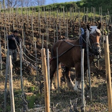 Domaine Belle Les Pierrelles Crozes Hermitage A.O.C. Rouge 2020 2