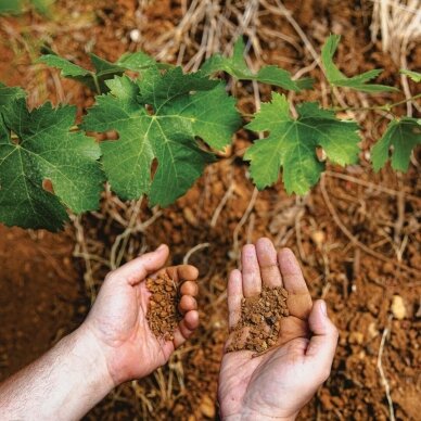 Hochar Pere et Fils Rouge 2020 2