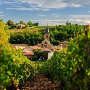 JAUNAS VYNAS: Domaine des Maisons Neuves Beaujolais Villages Nouveau AOC 2024 0,75L