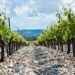 Jean Paul Tollot & Anne Gros Les Carrétals Cazelles Minervois AOC 0,75L 2020 1