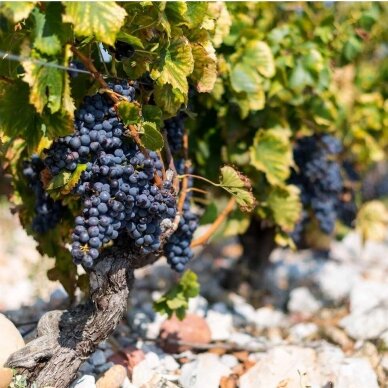 Le Clos du Caillou Le Caillou Cote du Rhone Rouge AOC 2022 2