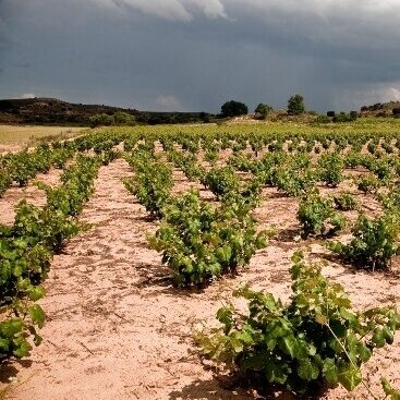 Parada de Atauta Ribera del Duero DOCa  2019 0.75L 4